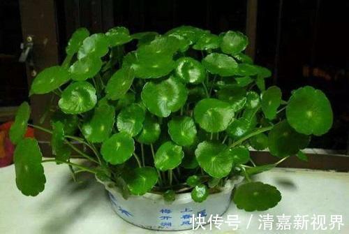 新叶|铜钱草造型不受控制直接剪成光头,加点特效肥,没几天长新叶