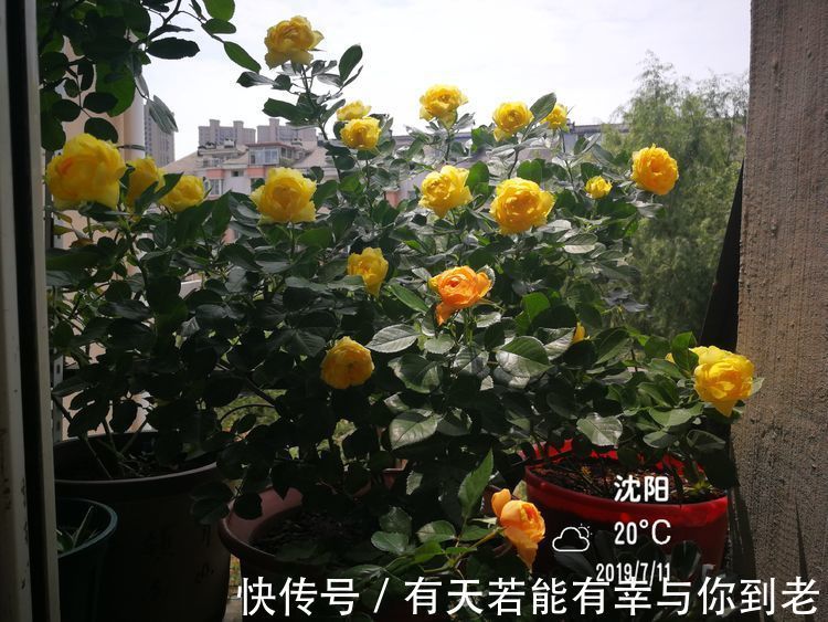 喜欢养花不妨养盆“葡萄冰山”，株型饱满，花大色艳，适合盆栽养