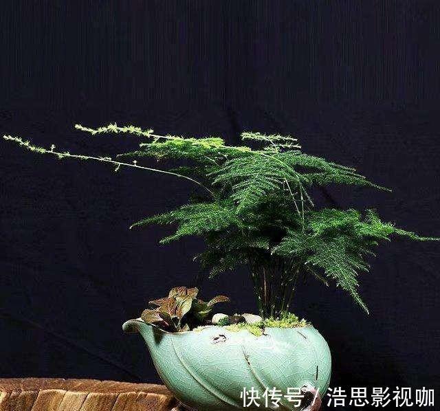 黄叶|想养好文竹,“2种”配土方法教给你,不黄叶,根系壮,开花容易