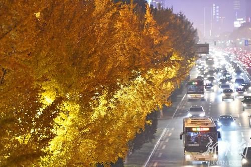 道路两旁金黄的银杏|银杏大道 夜色迷人