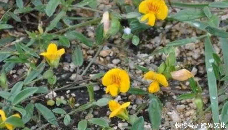 花朵|农村路边这朵野花,市场价一斤30元,是中医追求的珍贵中草药