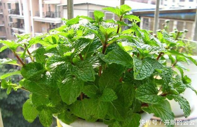 这些花，命太大，成桶成桶喝水，烈日下开花，开爆整个夏天