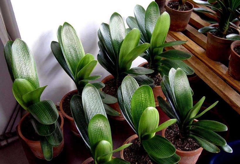 春天|夏天6种花,就是怕太阳,一晒就黄叶,修复不了,太难看