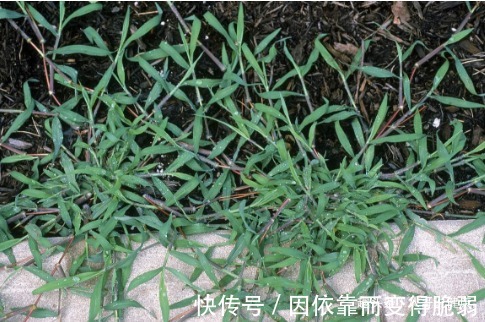 止咳藥|牛羊愛吃的一牧草，卻是“天然止咳藥”，加水煎汁喝，明目還潤肺