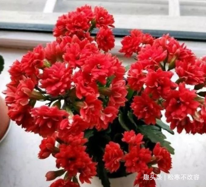 这些花卉美过玫瑰,一年四季花开不停,繁花似锦,花色美轮美奂