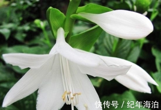 这几款小花，便宜又好养，好养易活不招虫，养在哪里都爆盆