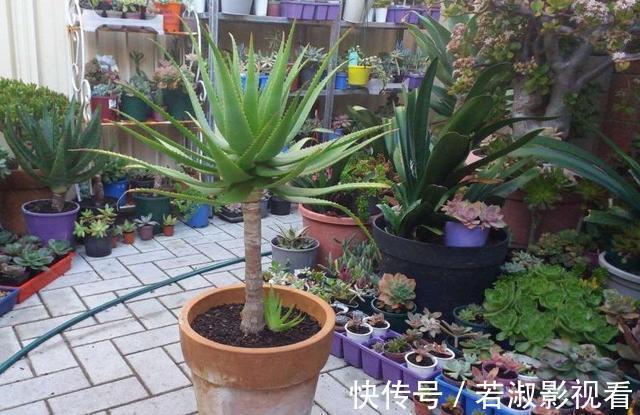 尼古丁|这3种花是吸甲醛高手，再贵也得养一盆，家里人都健康