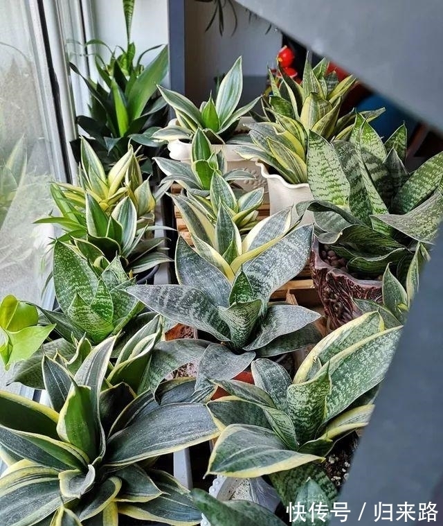 冬天虎皮兰,正在“虚弱期”,注意3个要点,小芽一个接一个