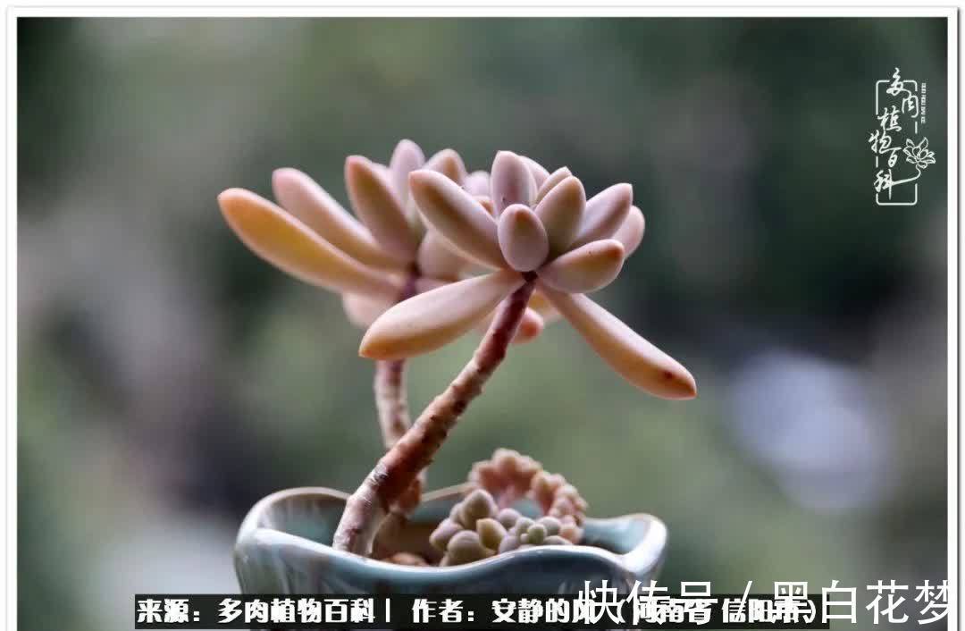 阳台多肉党的幸福生活!