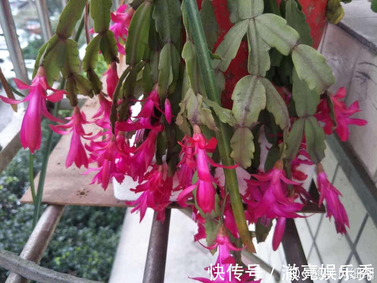 新芽|3种花马上要“醒了”,抓住时机养护,秋天呼呼冒新芽