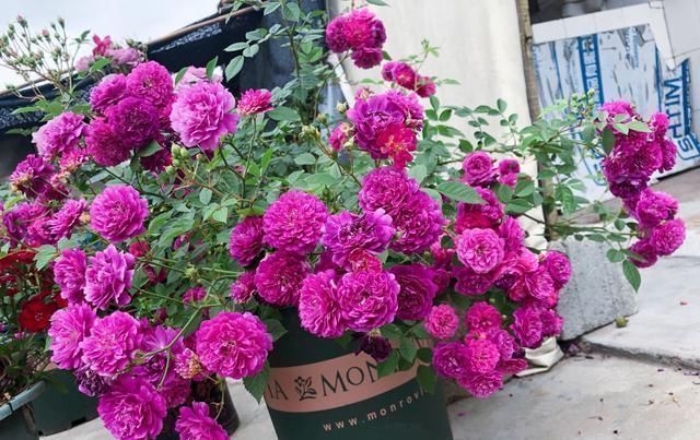 最值得入手的盆栽月季花,全年开花不停,种植容易,你值得拥有