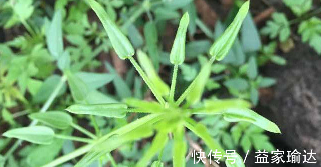 茜草|农村人人厌恶的一种野草,碰到它便常被割伤,根部珍贵一定别拔除