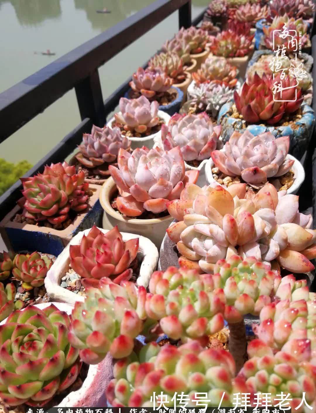 养多肉,我们到底养的是什么?