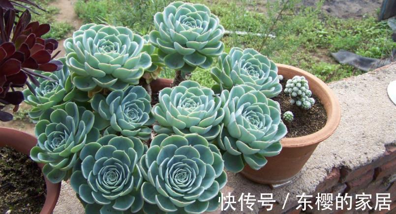 多肉|天热玉蝶会摊大饼，该怎么办？办好3件事，长出莲花头