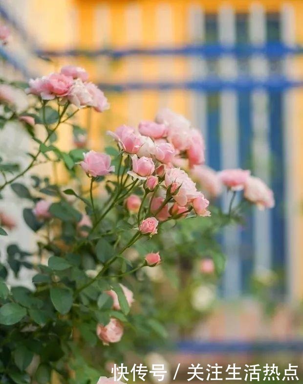 旧农舍改造成花园，一年四季花开不断，邻居看了羡慕的不得了！