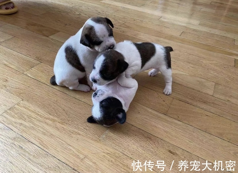 狗狗|狗狗可以喝人的奶粉吗,狗可以喝奶粉吗