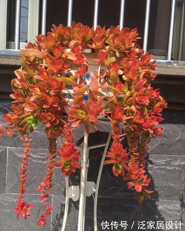多肉|红色系多肉中经典品种火祭，挂起来养成垂吊桩，出了状态人见人夸