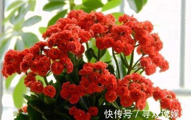 盆栽|养花不会施肥记住3点就行了，学会了“一生受用”