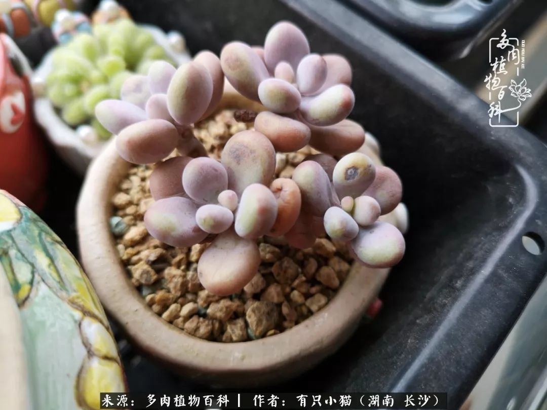 经历一个夏天的摧残,方知皮实好养的多肉才是真爱!