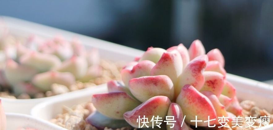 养多肉要注意的,多肉养护方法介绍