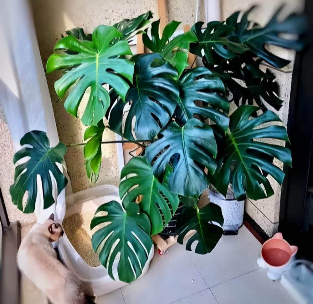 20种吉利大盆栽，客厅放一盆，吸收废气去异味，寓意好更养人
