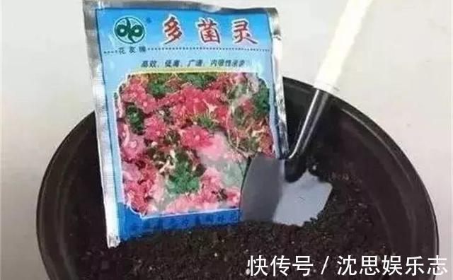 土壤|花盆里长虫子土壤“消消毒”才关键，教你3招，养啥都放心