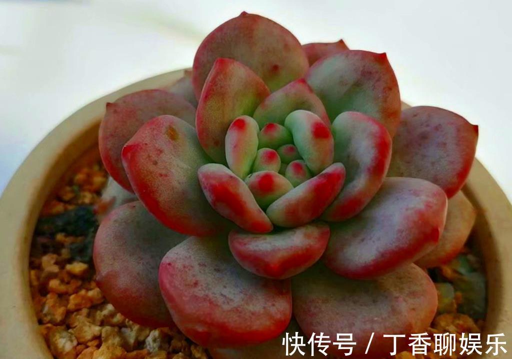 养护|多肉新手养护清单,好养好看爱出状态的多肉,是最好选择