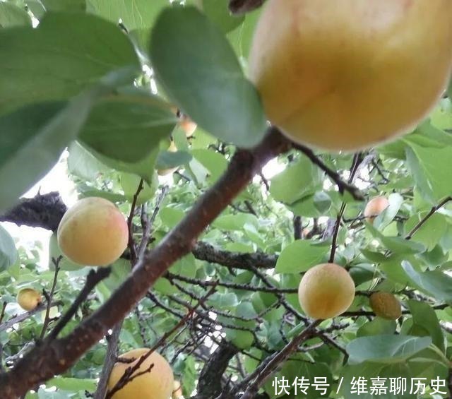  陈国齐|原创作者陈国齐｜“拿破仑”先生