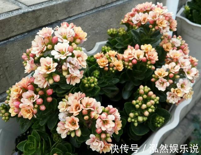 爆盆|这2种“肥”长寿花最喜欢!盆里放一点,叶片肉嘟嘟,开花爱爆盆