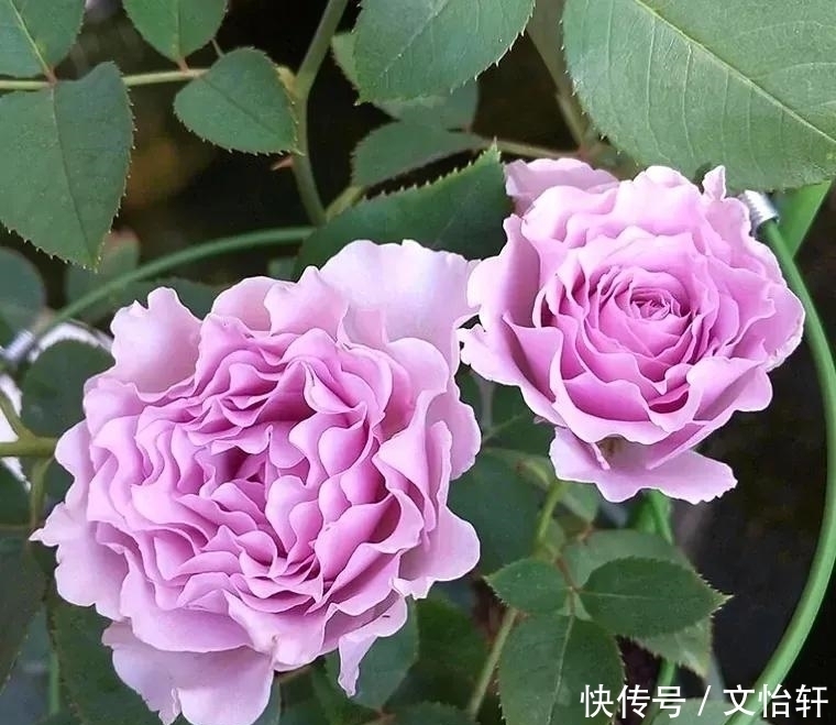 品种|100个月季品种,千姿百态,每个都很漂亮,图名并茂,值得收藏