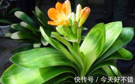 养君子兰，蟹爪兰，一种液体滴盆里，枝叶疯长，开花旺