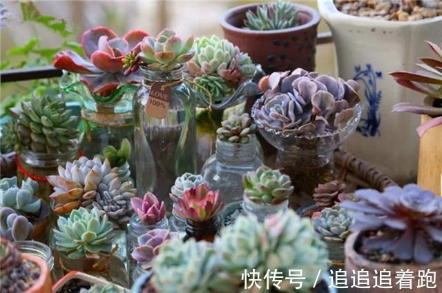 老干妈瓶养多肉，不用土只用水，叶子疯狂吸水3天变胖！