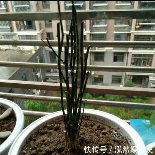 爆盆|绿萝文竹吊兰栀子花发黄枯死,气的剪成光头,一个月后居然爆盆了