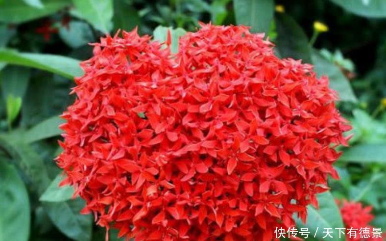 春季养此款花卉,花大服盆快,花色柔美,花朵烂漫迷人,美爆了