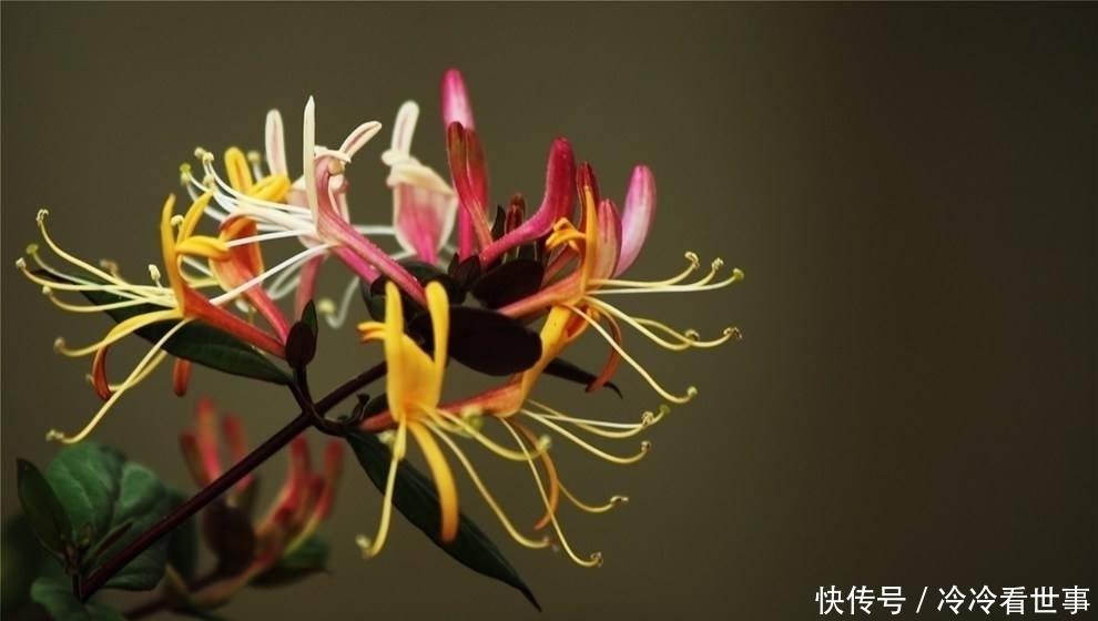 李时珍称此花为“金不换”,花香驱虫净化空气,家人跟着也健康