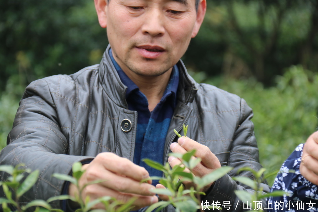 不负春色 | “春茶繁花” 私藏春季献礼|杭州天域开元观堂 | a8338