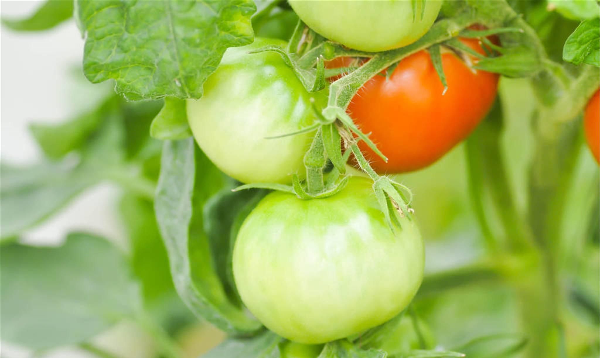 粪便|每天一个“土方法”平时多吃点,跟便秘说拜拜