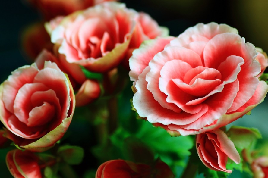 养花就养这3种,好养又便宜,花开一整年,样样不比牡丹、玫瑰差