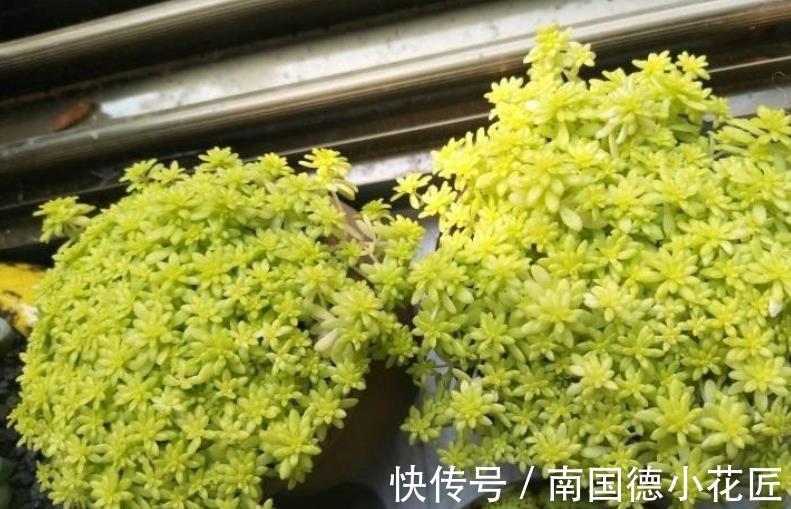 黄金万两|白露后,盆栽多肉选这3样,好养漂亮,常搁家里还能招财