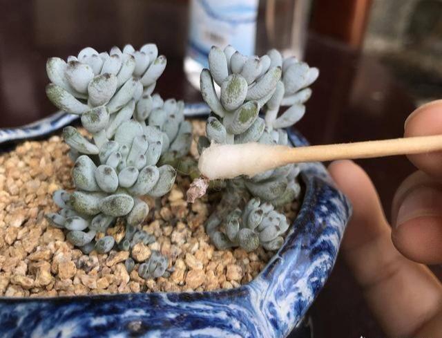 花盆里有蚧壳虫喷一喷,埋点药,蚧壳虫一网打尽