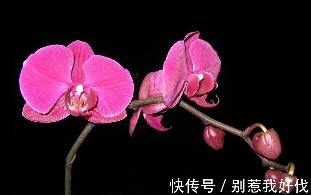 蝴蝶兰花期之后,捡到枝条救一救,来年花开一整盆