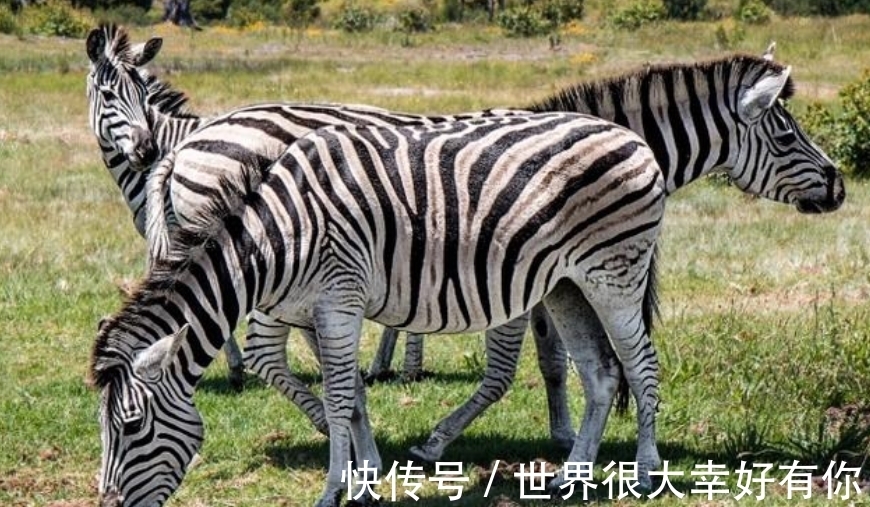 斑马纹|完全冻结的木蛙，与人类指纹几乎相同的考拉，你不知道的生物知识
