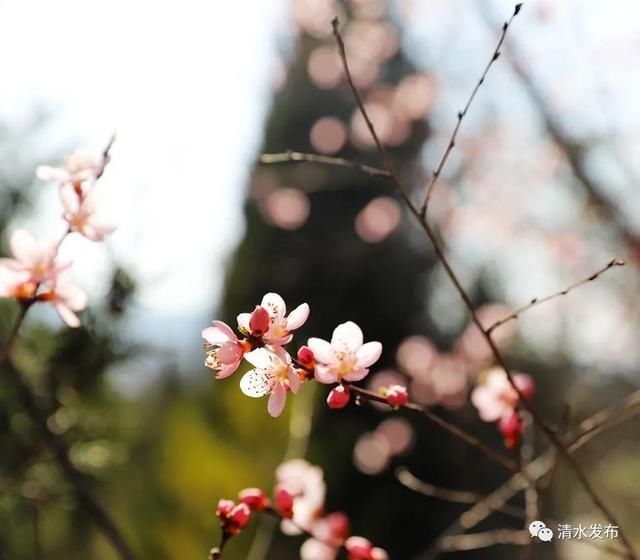 早春花枝俏，清水桃花朵朵开