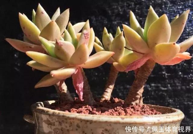 心血|老桩多肉该怎么换盆？2种方法“保活”，叫你心血不再白费