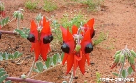 方豆藤|一种野生植物,特别稀罕,价值极高,可遇不可求