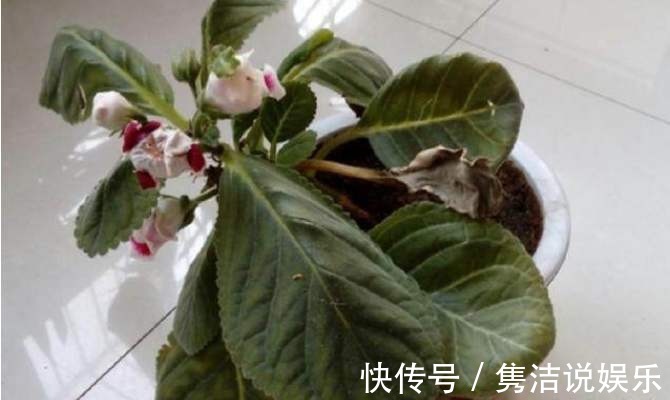 叶心|夏天喷水保湿,但是千万别喷这几种花,否则烂的透透的!