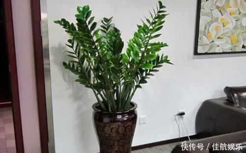 养花不如养树,这种树,养人旺财吸甲醛,谁养谁知道