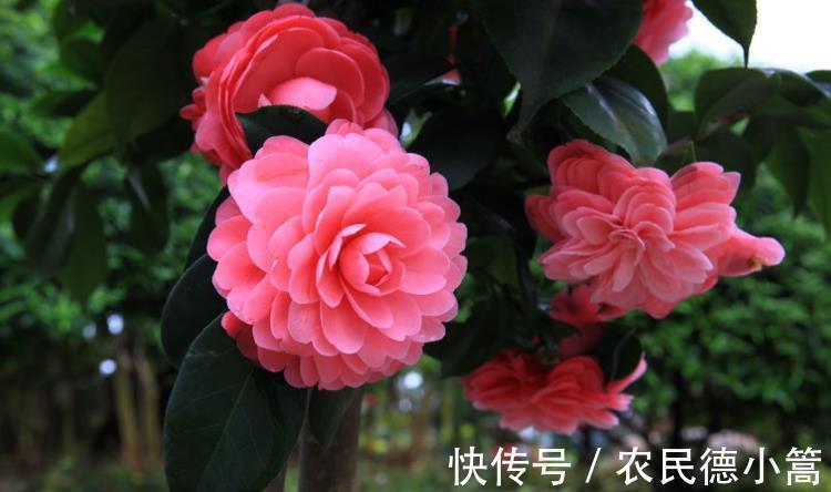 3种花生长进入快车道,赶紧喂点大补肥,快速分化花芽开花多