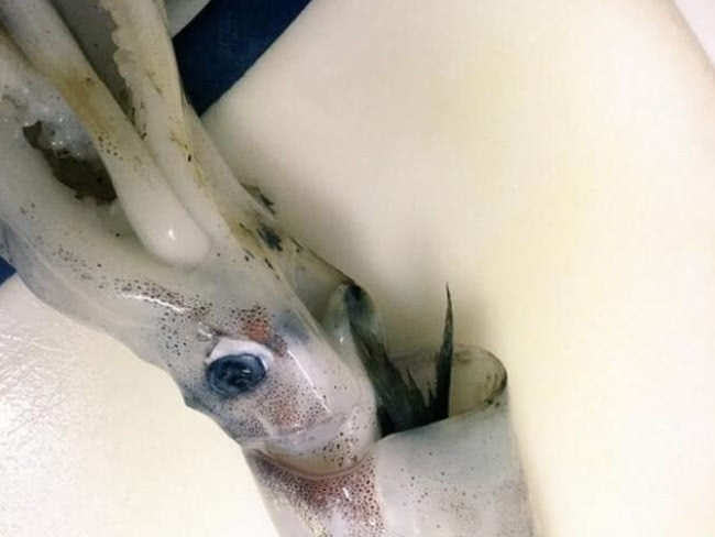 回家|女子买鱿鱼回家,清理时发现问题,人与人之间的信任呢??