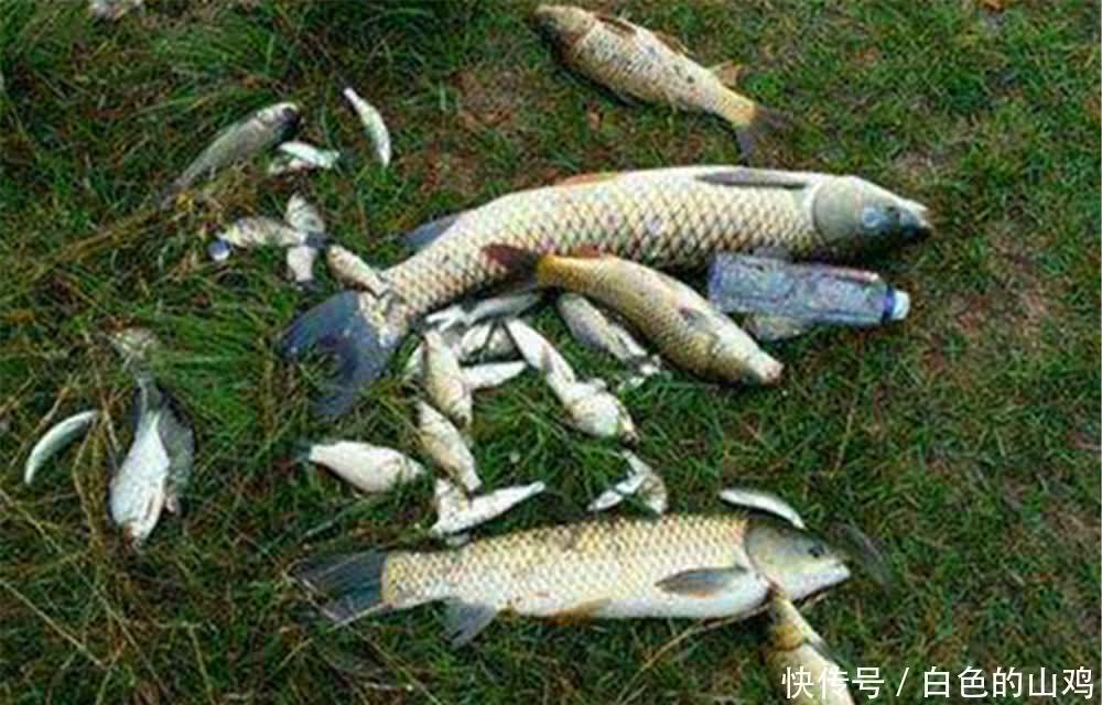 一年四季|钓鱼技巧:钓位选择要分四步走,别说没鱼,鱼都在这里扎堆了!